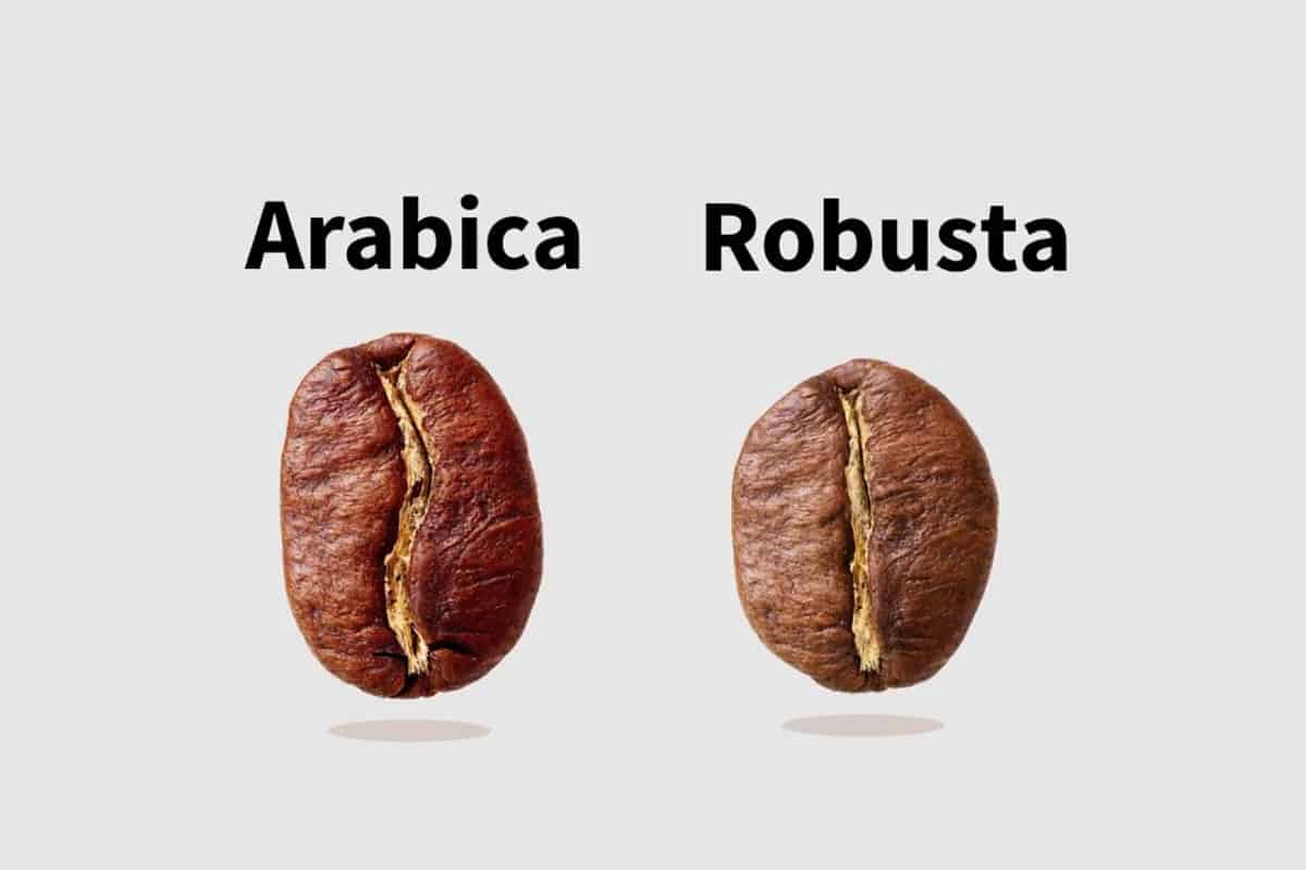arabica-robosta