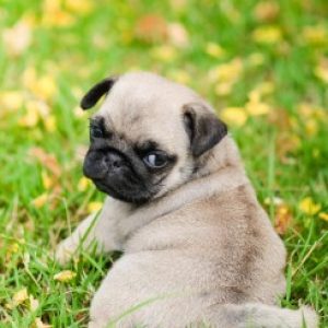 تصویر پروفایل